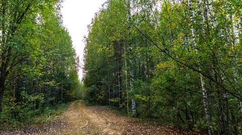 A dirt road through the forest surrounded by trees and leaves Stock Photos