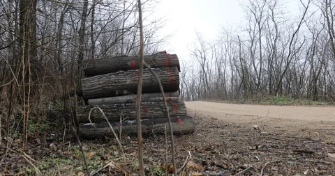 A dirt road through the forest with trees cut down by the side of the road Stockbeeldmateriaal 123264027
