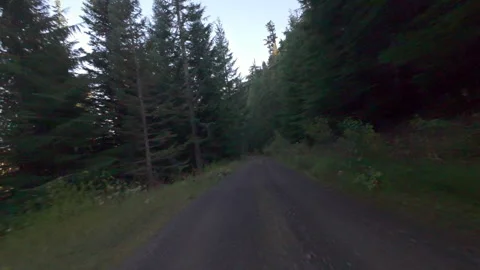 Dirt Road Through a Forested Path Stock Footage 288408881