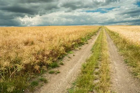 Dirt road through the grain fields and clouds in the sky Stock Photos