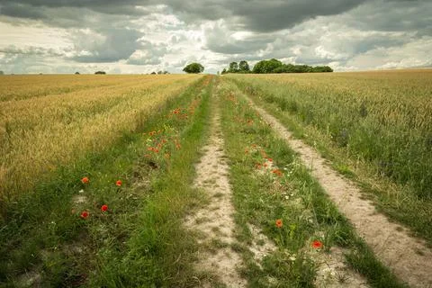 Dirt road through grain fields and cloudy sky Stock Photos