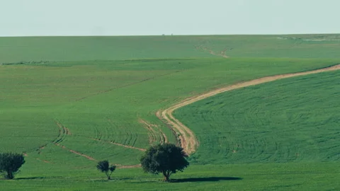Dirt road through green fields with trees on clear day Stock Footage 274660913