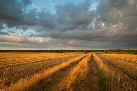 A dirt road through mowed fields and dark clouds during sunset Stock Photos
