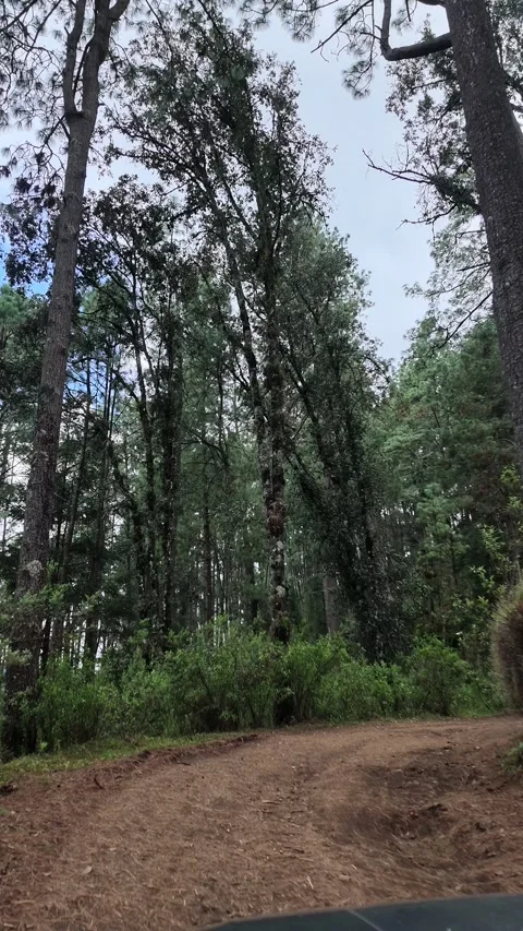 Dirt road through pine forest near Paricutin volcano, Mexico Stock Footage 348523680