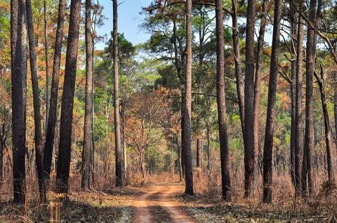 Dirt Road through the pine forest at Thung Salang Luang National Park ; Phe.. Stock Photos