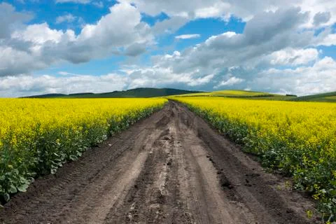 A dirt road through rape field Stock Photos