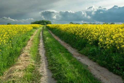 Dirt road through rape fields and cloudy sky Stock Photos