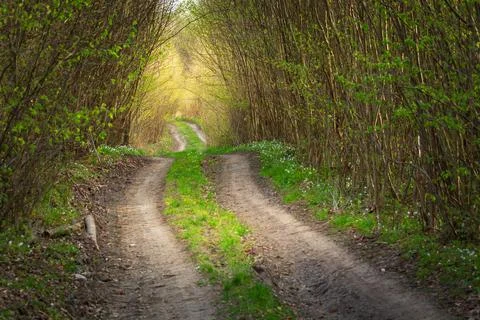 Dirt road through spring forest and sunlight Stock Photos