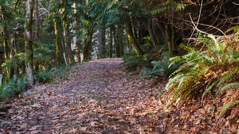 A dirt road through a thick forest in fall time. Stock Footage 121366940