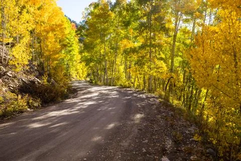 Dirt road through trees with fall colors Stock Photos
