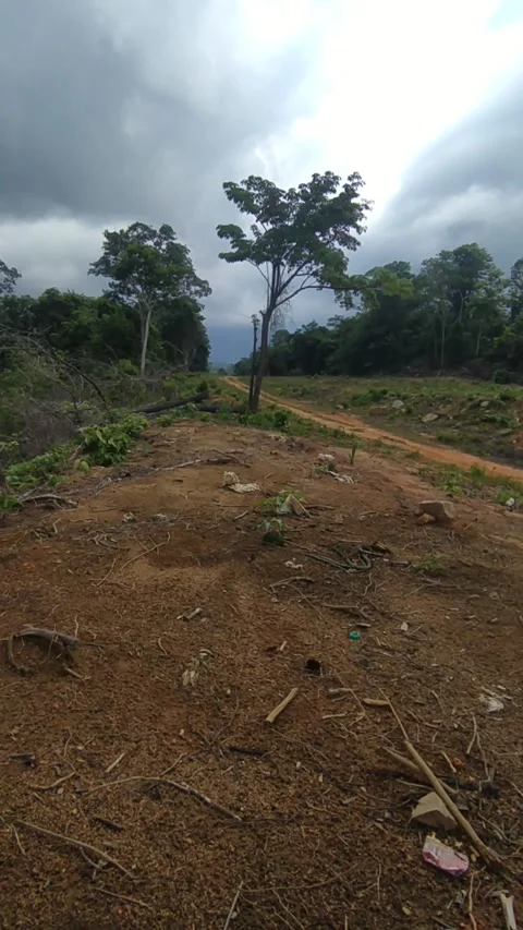 Dirt Road Through Trees - Rural Path Vertical B-Roll Stock Footage 336654012