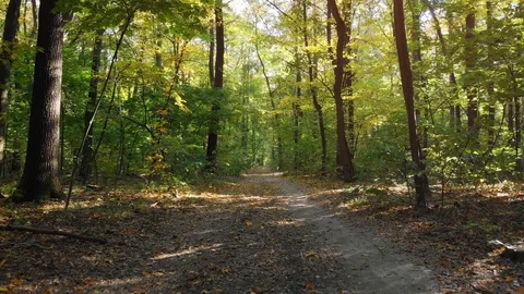 Dirt Road through Ukrainian Forest. UltraHD 4k footage Video stock 99018024