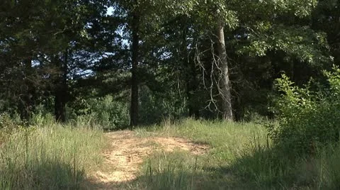 DIRT ROAD THROUGH WOODS Video stock 11181575