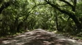 dirt road tree canopy Vídeos en HD