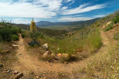 A dirt road with a tree on it Stock Photos