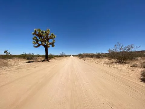 Dirt Road with A Tree Stock-Fotos