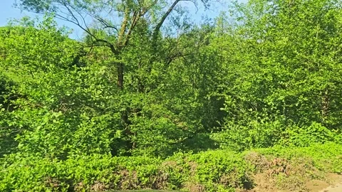 Dirt road with trees and bushes on. Stock Footage 282970448
