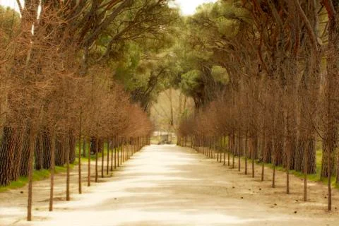 A dirt road with trees lined on both sides Stock Photos