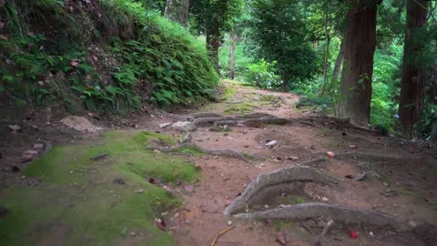 Dirt road in a tropical garden. Stock Footage 219230239