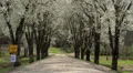dirt road white blooming trees Vidéos HD