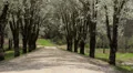 dirt road white blooming trees 2 Vidéos HD