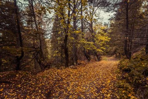 The dirt road in the wild remote forest, Mari El, Russia Stock Photos