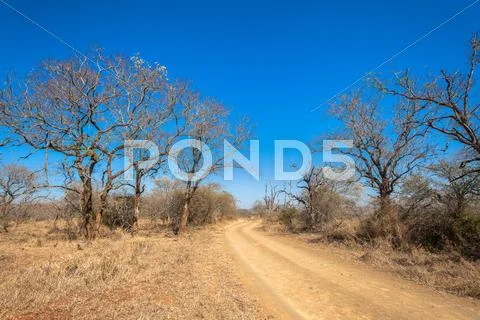 Dirt Road Wildlife Wilderness Stock Photos