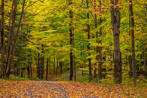  A dirt road winding through a deciduous forest in Autumn Stock Photos