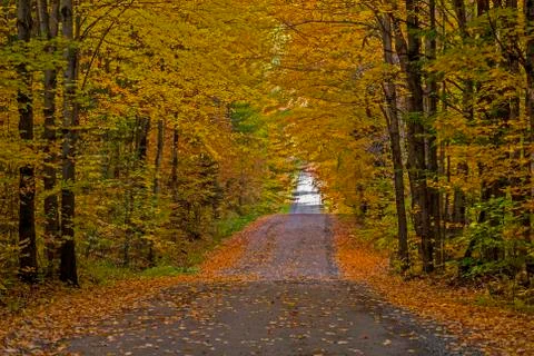  A dirt road winding through a deciduous forest in Autumn Stock Photos