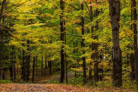  A dirt road winding through a deciduous forest in Autumn Stock Photos