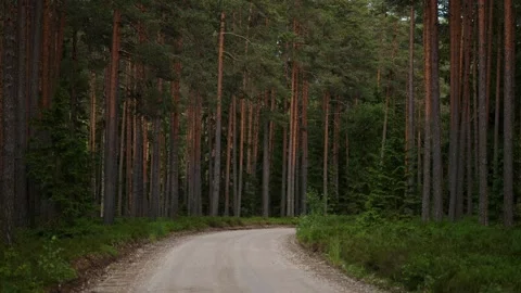Dirt Road Winding Through Dense Pine Forest - 4K Video Video stock 341761873