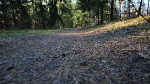 Dirt Road Winding Through a Pine Forest in Late Summer Daylight Video stock 342516078