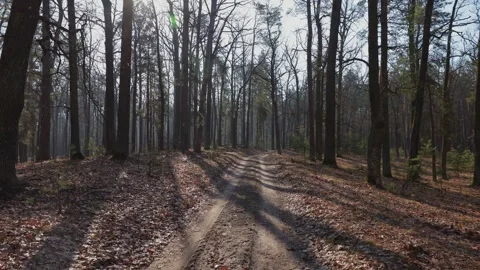 A dirt road winds through a dense forest, sunlight filtering through the bare Video stock 279992686