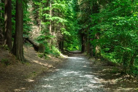 A dirt road winds through a dense forest with towering trees Stock Photos
