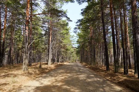 A dirt road winds through a dense forest of tall pine trees. Stock Photos
