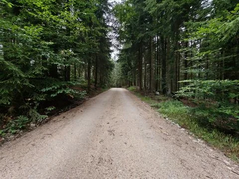 Dirt road winds through dense green forest bordered by tall pines and conif.. Stock Photos