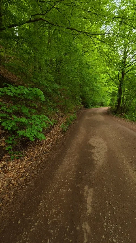 Dirt road winds through lush green trees. Vertical POV, Balkan, Eastern Europe Stockbeeldmateriaal 334469964
