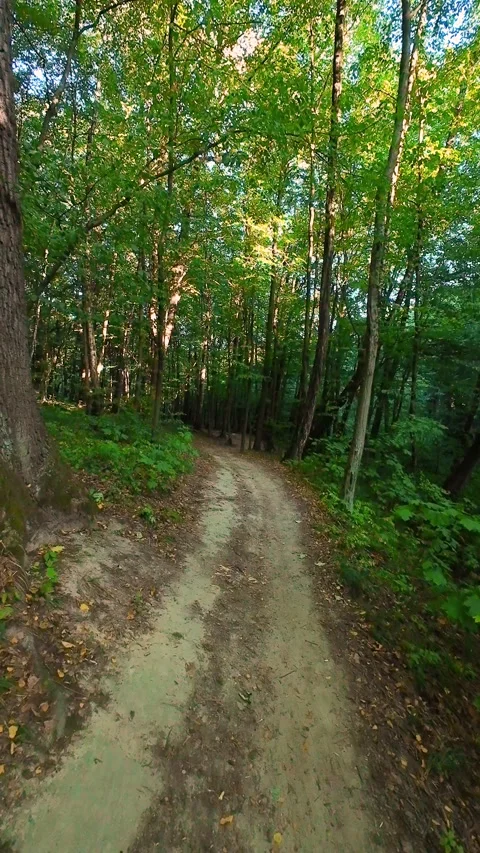 A dirt road winds through a lush green forest with tall trees in summer. Stock Footage 346654369