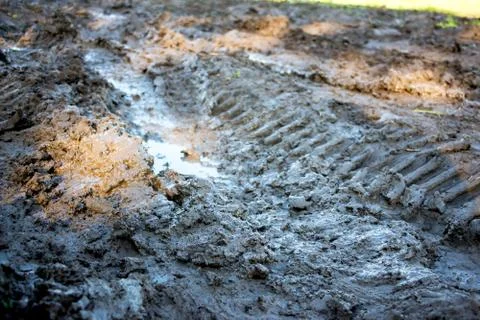 Dirt track in forest Stock Photos