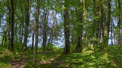 Dirt track leading through a lush green woodland forest Stock-Footage 243835210