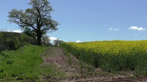 Dirt Track with Rapeseed crop. Stock Footage 49640456
