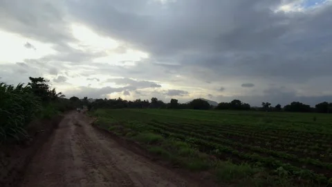 Dirt track running alongside green agricultural crops during early evening, show Video stock 342477283