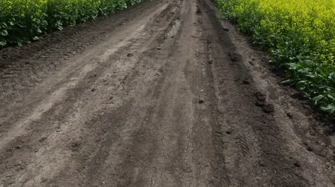 Dirt track through the field of rape under the blue sky Stock Footage 40546231