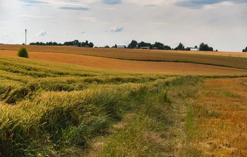 A dirt track through the fields, almost overgrown Foto stock
