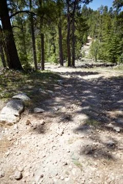 Dirt track through a pine forest in Arizona, USA Stock Photos