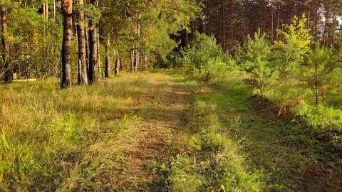 Dirt Track through Young Pine Forest Stockbeeldmateriaal 95761229