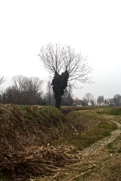 Dirt trail with a bare tree covered by ivy at its edge between fields on a .. Stock Photos