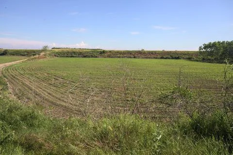 Dirt trail between fields Stock Photos