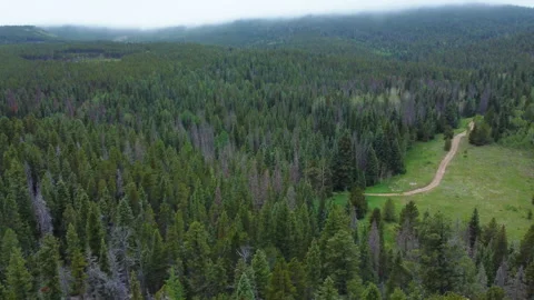 A dirt trail is cut through the evergreens in Estes Park Valley Colorado Stock Footage 247363907