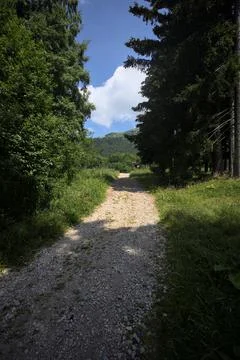 Dirt trail in a forest Stock Photos